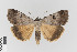  ( - KE-Lep-150)  @11 [ ] Copyright (2020) Gunnar Brehm Phyletisches Museum Jena