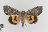  ( - KE-Lep-172)  @11 [ ] Copyright (2020) Gunnar Brehm Phyletisches Museum Jena