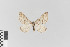 ( - KE-Lep-196)  @13 [ ] Copyright (2020) Gunnar Brehm Phyletisches Museum Jena