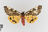  ( - KE-Lep-200)  @11 [ ] Copyright (2020) Gunnar Brehm Phyletisches Museum Jena