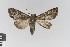  ( - KE-Lep-212)  @14 [ ] Copyright (2020) Gunnar Brehm Phyletisches Museum Jena
