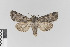  ( - KE-Lep-215)  @11 [ ] Copyright (2020) Gunnar Brehm Phyletisches Museum Jena