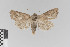  ( - KE-Lep-219)  @11 [ ] Copyright (2020) Gunnar Brehm Phyletisches Museum Jena