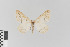  ( - KE-Lep-248)  @11 [ ] Copyright (2020) Gunnar Brehm Phyletisches Museum Jena
