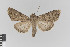  (Sideridis egena - KE-Lep-251)  @11 [ ] Copyright (2020) Gunnar Brehm Phyletisches Museum Jena