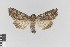  ( - KE-Lep-258)  @11 [ ] Copyright (2020) Gunnar Brehm Phyletisches Museum Jena