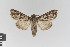  ( - KE-Lep-266)  @11 [ ] Copyright (2020) Gunnar Brehm Phyletisches Museum Jena