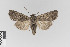  ( - KE-Lep-277)  @11 [ ] Copyright (2020) Gunnar Brehm Phyletisches Museum Jena
