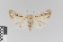  (Mythimna albiradiosa - KE-Lep-286)  @11 [ ] Copyright (2020) Gunnar Brehm Phyletisches Museum Jena