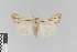  ( - KE-Lep-291)  @11 [ ] Copyright (2020) Gunnar Brehm Phyletisches Museum Jena