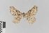  ( - KE-Lep-339)  @11 [ ] Copyright (2020) Gunnar Brehm Phyletisches Museum Jena