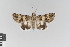  ( - KE-Lep-346)  @11 [ ] Copyright (2020) Gunnar Brehm Phyletisches Museum Jena