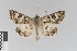  ( - KE-Lep-348)  @11 [ ] Copyright (2020) Gunnar Brehm Phyletisches Museum Jena
