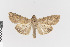  ( - KE-Lep-377)  @11 [ ] Copyright (2020) Gunnar Brehm Phyletisches Museum Jena