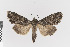  ( - KE-Lep-386)  @11 [ ] Copyright (2020) Gunnar Brehm Phyletisches Museum Jena