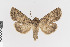  ( - KE-Lep-397)  @11 [ ] Copyright (2020) Gunnar Brehm Phyletisches Museum Jena