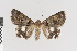  ( - KE-Lep-401)  @11 [ ] Copyright (2020) Gunnar Brehm Phyletisches Museum Jena