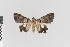  ( - KE-Lep-402)  @11 [ ] Copyright (2020) Gunnar Brehm Phyletisches Museum Jena
