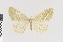  ( - KE-Lep-404)  @14 [ ] Copyright (2020) Gunnar Brehm Phyletisches Museum Jena