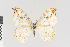  ( - KE-Lep-406)  @13 [ ] Copyright (2020) Gunnar Brehm Phyletisches Museum Jena