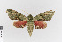  ( - KE-Lep-476)  @11 [ ] Copyright (2020) Gunnar Brehm Phyletisches Museum Jena