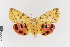  ( - KE-Lep-484)  @14 [ ] Copyright (2020) Gunnar Brehm Phyletisches Museum Jena