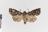  ( - KE-Lep-515)  @11 [ ] Copyright (2020) Gunnar Brehm Phyletisches Museum Jena