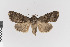  ( - KE-Lep-516)  @11 [ ] Copyright (2020) Gunnar Brehm Phyletisches Museum Jena