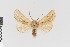  ( - KE-Lep-532)  @11 [ ] Copyright (2020) Gunnar Brehm Phyletisches Museum Jena