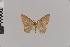  ( - Pe-Geo-3291)  @11 [ ] copyright (2020) Gunnar Brehm Phyletisches Museum Jena