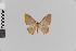  ( - Pe-Geo-3312)  @11 [ ] copyright (2020) Gunnar Brehm Phyletisches Museum Jena