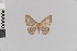  ( - Pe-Geo-3320)  @11 [ ] copyright (2020) Gunnar Brehm Phyletisches Museum Jena