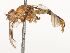  ( - CBG-A67011-A04)  @11 [ ] CreativeCommons - Attribution Share - Alike (2025) CBG Photography Group Centre for Biodiversity Genomics