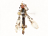  ( - CBG-A67794-B11)  @11 [ ] CreativeCommons - Attribution Share - Alike (2025) CBG Photography Group Centre for Biodiversity Genomics