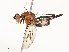  ( - CBG-A67888-B06)  @11 [ ] CreativeCommons - Attribution Share - Alike (2025) CBG Photography Group Centre for Biodiversity Genomics