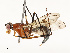  ( - CBG-A67888-B07)  @11 [ ] CreativeCommons - Attribution Share - Alike (2025) CBG Photography Group Centre for Biodiversity Genomics