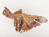  ( - CBG-A53641-A02)  @11 [ ] CreativeCommons - Attribution Share - Alike (2024) CBG Photography Group Centre for Biodiversity Genomics