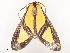  ( - CBG-A53642-B06)  @11 [ ] CreativeCommons - Attribution Share - Alike (2024) CBG Photography Group Centre for Biodiversity Genomics