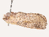  ( - CBG-A53642-G07)  @11 [ ] CreativeCommons - Attribution Share - Alike (2024) CBG Photography Group Centre for Biodiversity Genomics