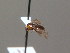  (Giladeus - BC ZSM HYM AE002)  @13 [ ] CreativeCommons - Attribution Non-Commercial Share-Alike (2012) Stefan Schmidt SNSB, Zoologische Staatssammlung Muenchen