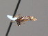  (Polyclonus - BC ZSM HYM AE038)  @13 [ ] CreativeCommons - Attribution Non-Commercial Share-Alike (2012) Stefan Schmidt SNSB, Zoologische Staatssammlung Muenchen