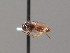  (Acordulecera sp. SS1 - BC ZSM HYM AE044)  @13 [ ] CreativeCommons - Attribution Non-Commercial Share-Alike (2012) Stefan Schmidt SNSB, Zoologische Staatssammlung Muenchen
