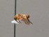  (Acordulecera sp. SS2 - BC ZSM HYM AE142)  @14 [ ] CreativeCommons - Attribution Non-Commercial Share-Alike (2012) Stefan Schmidt SNSB, Zoologische Staatssammlung Muenchen