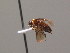  (Acordulecera sp. SS5 - BC ZSM HYM AE160)  @14 [ ] CreativeCommons - Attribution Non-Commercial Share-Alike (2012) Stefan Schmidt SNSB, Zoologische Staatssammlung Muenchen