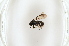  (Ancyloneura - BC ZSM HYM AE311)  @13 [ ] CreativeCommons - Attribution Non-Commercial Share-Alike (2012) Stefan Schmidt SNSB, Zoologische Staatssammlung Muenchen