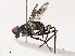  (Taeniaptera albitarsis - CBG-B21627-A03)  @11 [ ] CreativeCommons - Attribution Share - Alike (2025) CBG Photography Group Centre for Biodiversity Genomics