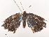  (Calycopis puppius - CBG-B21731-D11)  @11 [ ] CreativeCommons - Attribution Share - Alike (2025) CBG Photography Group Centre for Biodiversity Genomics