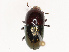  ( - CBG-B21731-G04)  @11 [ ] CreativeCommons - Attribution Share - Alike (2025) CBG Photography Group Centre for Biodiversity Genomics