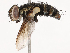  ( - CBG-B21733-E01)  @11 [ ] CreativeCommons - Attribution Share - Alike (2025) CBG Photography Group Centre for Biodiversity Genomics