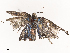  ( - CBG-B21783-G02)  @11 [ ] CreativeCommons - Attribution Share - Alike (2025) CBG Photography Group Centre for Biodiversity Genomics
